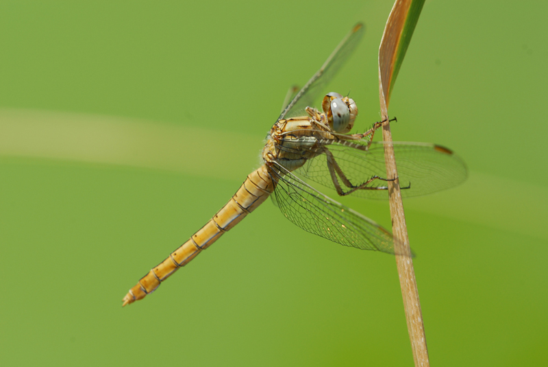 Orthetrum brunneum e Crocothemis erythraea